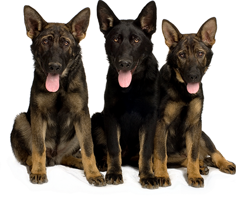 black shepherd group of dogs tongues out rotational feeding