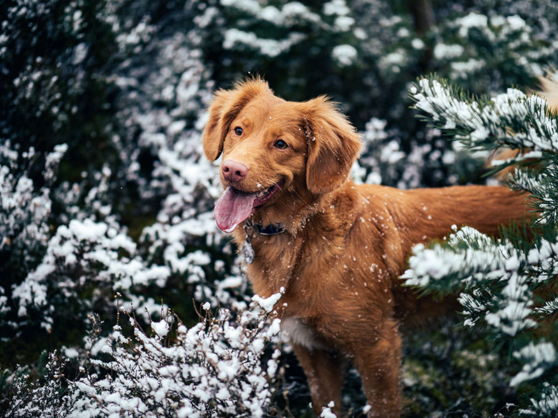 lifestyle fun festivities winter dogs