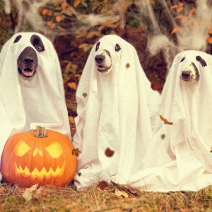 lifestyle halloween dogs