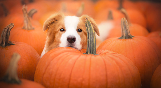 rescue dog white tan pumpkin patch
